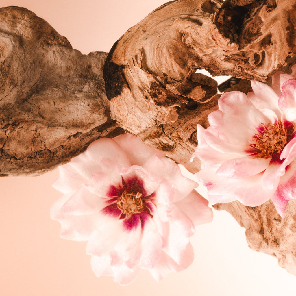 Santal Bloom - Body Scrub